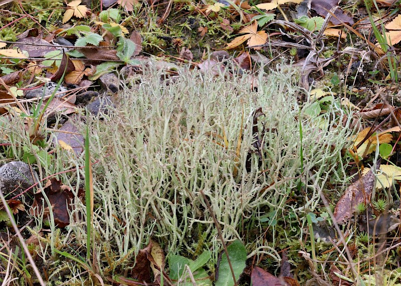 Cladonia scabriuscula - © Barry Stewart