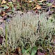 Cladonia scabriuscula