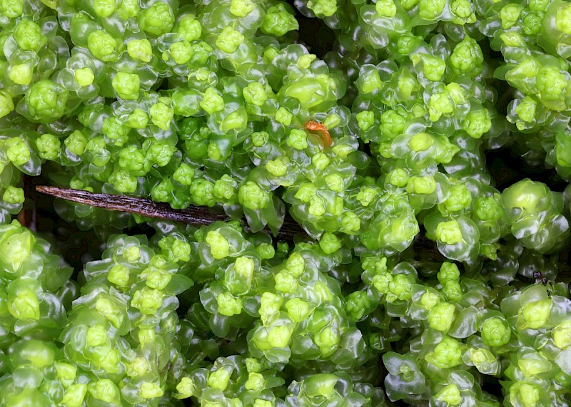 Scapania irrigua - © Barry Stewart