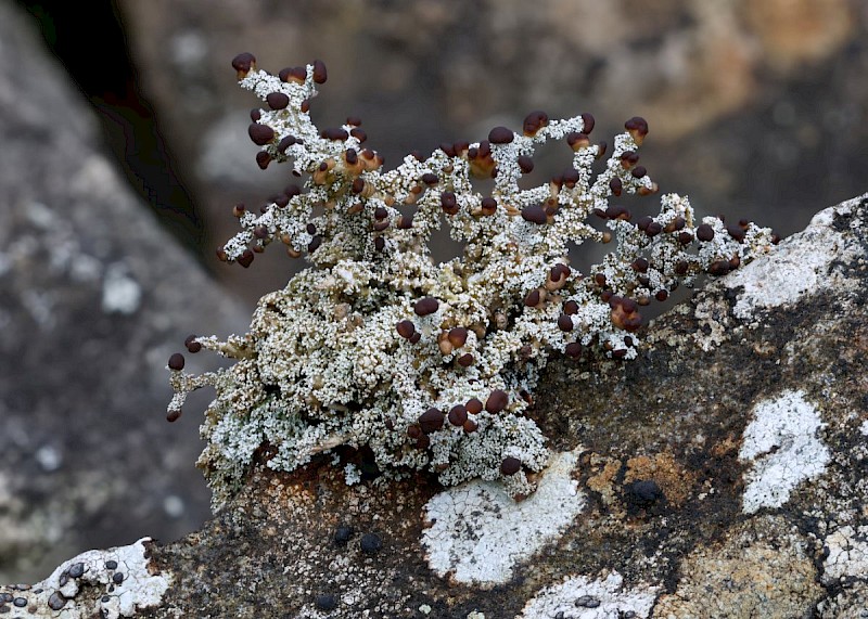 Stereocaulon dactylophyllum var. dactylophyllum - © Barry Stewart