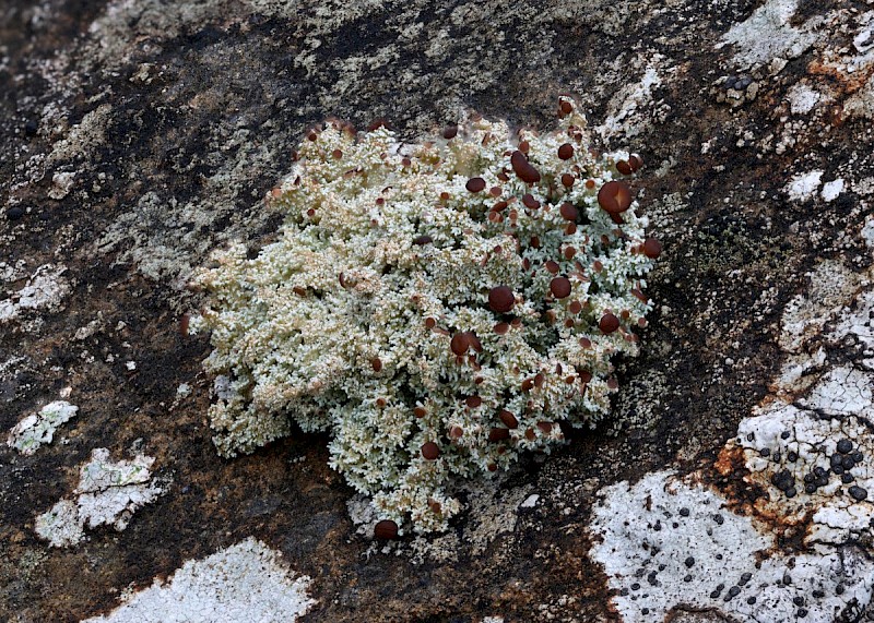 Stereocaulon dactylophyllum var. dactylophyllum - © Barry Stewart