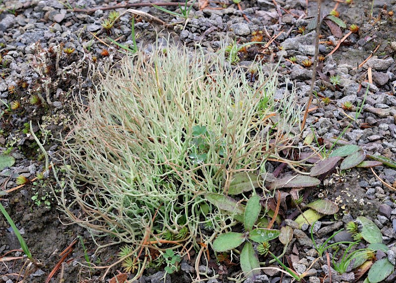 Cladonia furcata subsp. furcata - © Barry Stewart