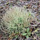 Cladonia furcata subsp. furcata