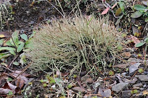 Cladonia furcata subsp. furcata Many-forked Cladonia