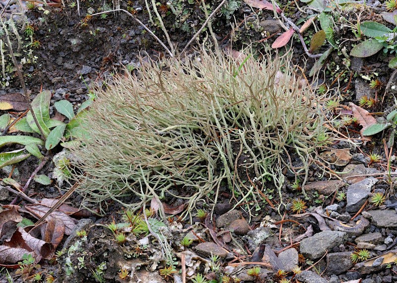 Cladonia furcata subsp. furcata - © Barry Stewart