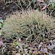 Cladonia furcata subsp. furcata