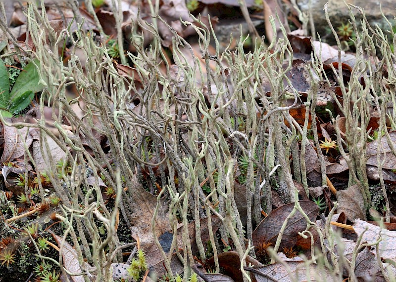 Cladonia subulata - © Barry Stewart