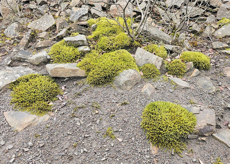 Racomitrium ericoides - © Barry Stewart