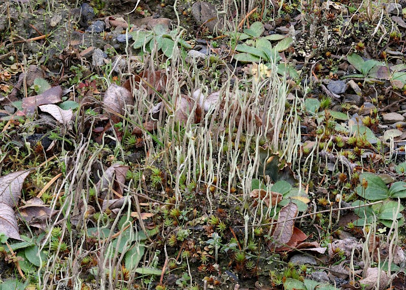 Cladonia subulata - © Barry Stewart