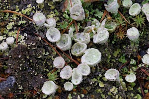 Cladonia humilis 