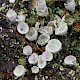 Cladonia humilis