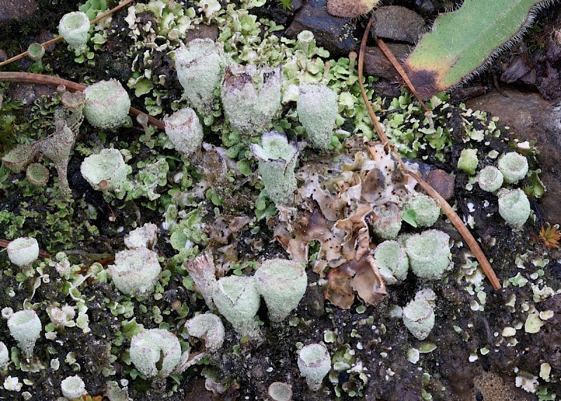 Cladonia humilis - © Barry Stewart