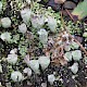 Cladonia humilis