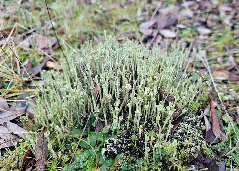 Cladonia subulata - © Barry Stewart