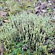 Cladonia subulata