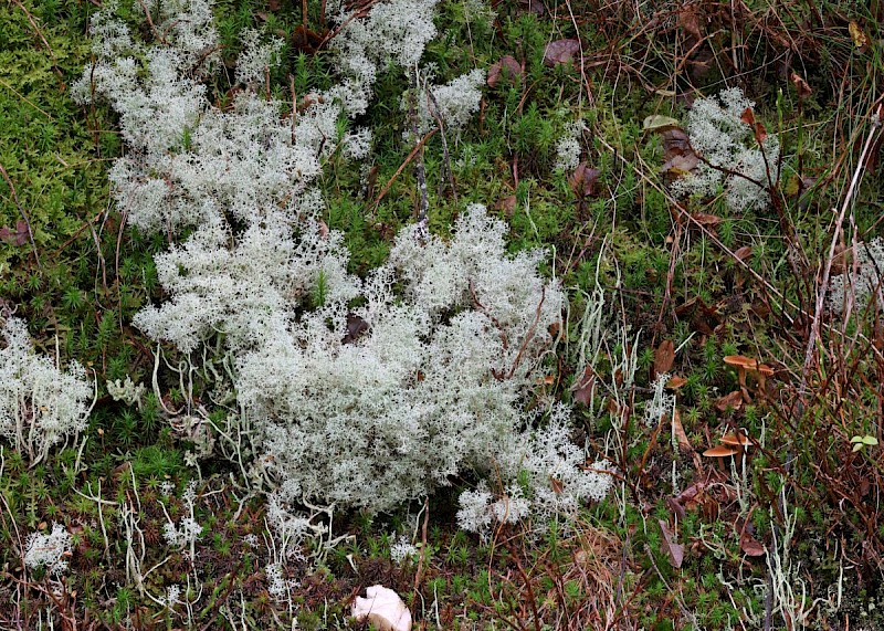 Cladonia portentosa - © Barry Stewart