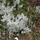 Cladonia portentosa