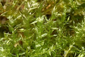 Hygroamblystegium humile Constricted Feather-moss