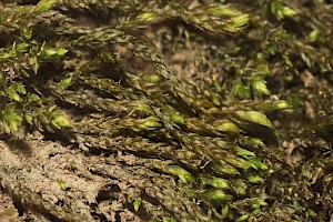 Hygroamblystegium tenax Fountain Feather-moss