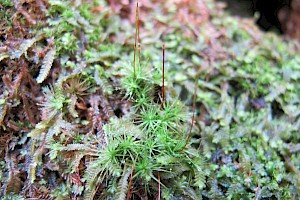 Bartramia ithyphylla Straight-leaved Apple-moss