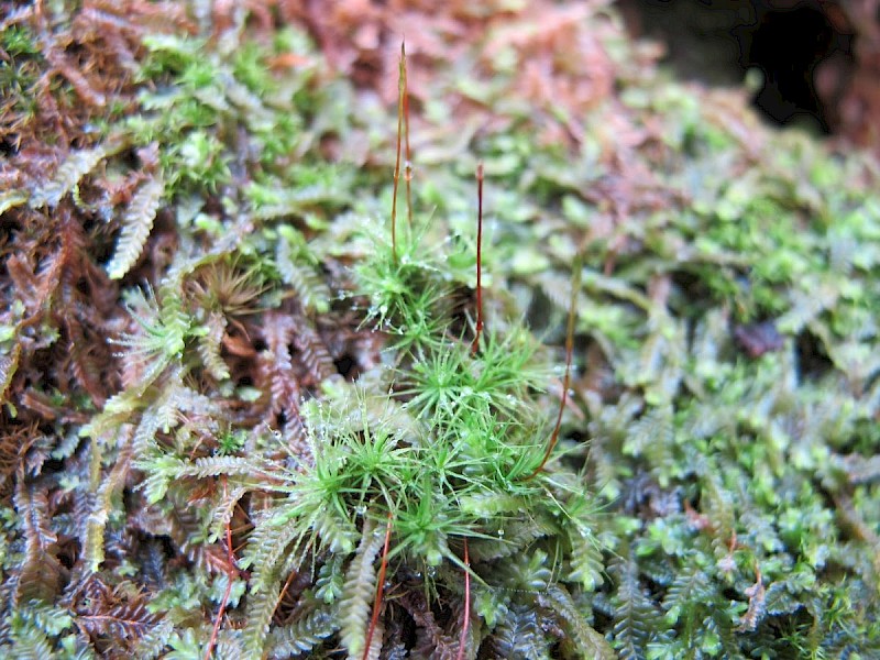 Bartramia ithyphylla - © Sam Bosanquet