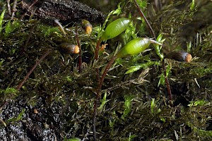 Rhynchostegiella teneriffae Teesdale Feather-moss