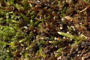 Anomobryum julaceum Slender Silver-moss