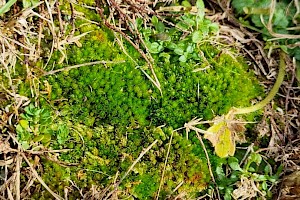 Bryum torquescens Twisting Thread-moss