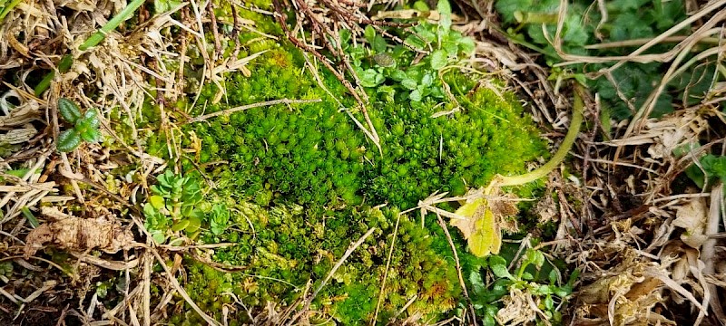 Bryum torquescens - © Barry Stewart