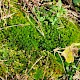 Bryum torquescens