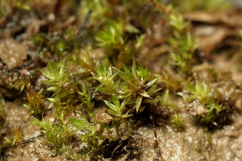 Bryum sauteri - © Barry Stewart