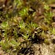 Bryum sauteri