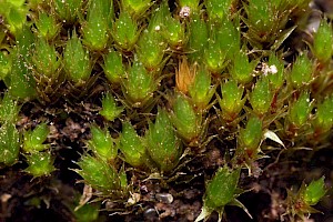 Bryum ruderale Pea Bryum