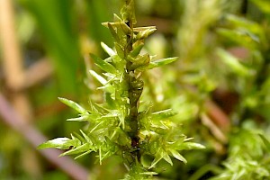 Calliergon giganteum Giant Spear-moss