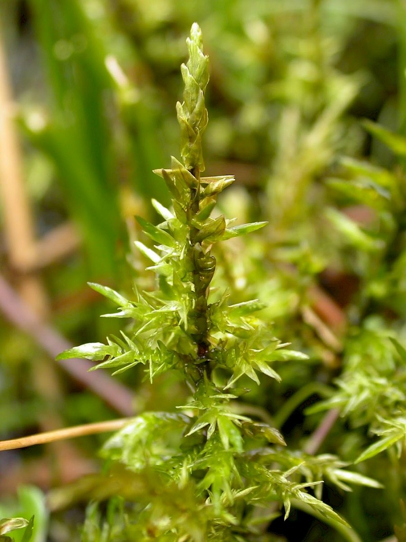 Calliergon giganteum - © George Tordoff