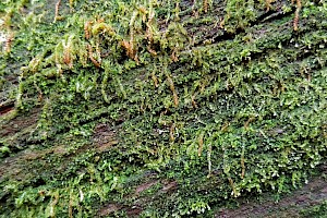 Cephalozia catenulata Chain Pincerwort