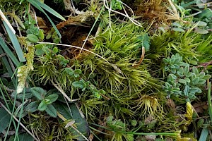 Dicranum bonjeanii Crisped Fork-moss