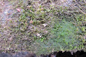 Fissidens crassipes Fatfoot Pocket-moss