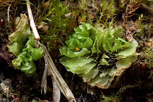 Fossombronia incurva Weedy Frillwort