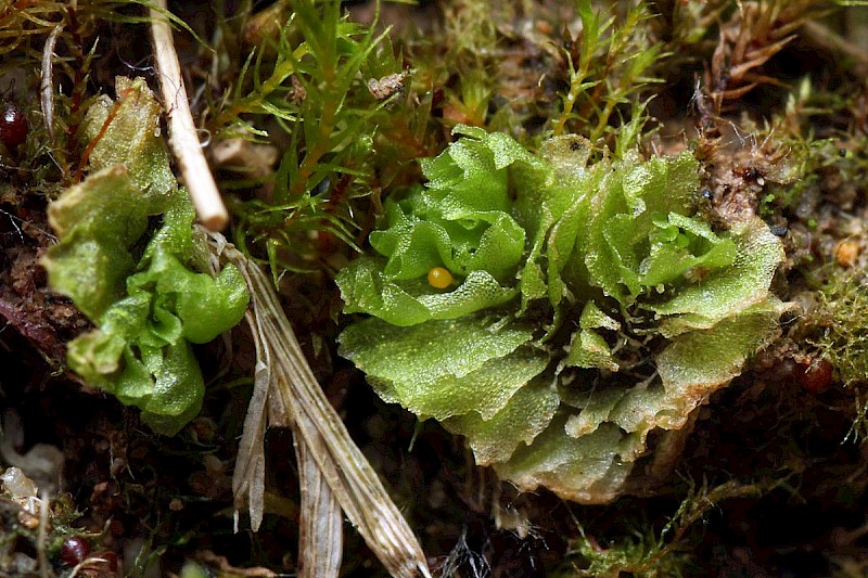 Fossombronia incurva - © Barry Stewart