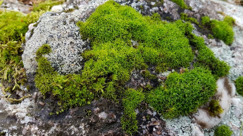 Grimmia trichophylla - © Barry Stewart