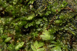 Jungermannia pumila Dwarf Flapwort