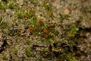 Ephemerum serratum Starry Earth-moss