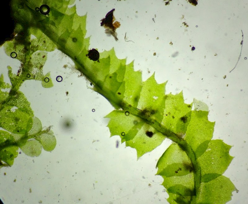 Lophocolea fragrans - © Barry Stewart