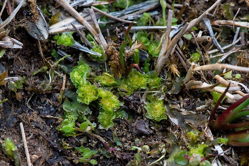 Moerckia flotoviana - © Charles Hipkin