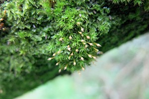 Ulota crispa Crisped Pincushion