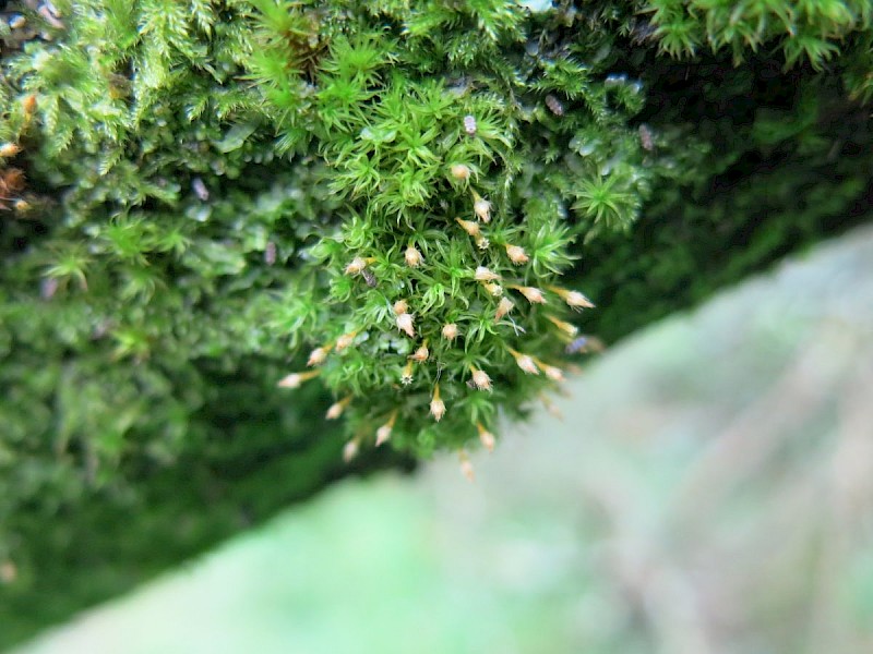 Ulota crispa - © Sam Bosanquet