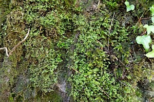 Plagiochila britannica British Featherwort