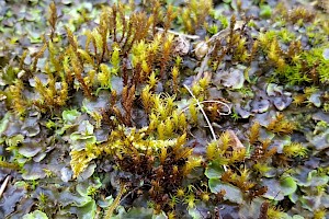 Didymodon spadiceus Brown Beard-moss