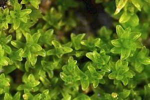 Gymnostomum viridulum Luisier's Tufa-moss